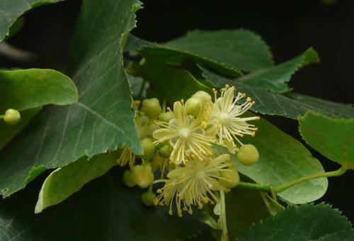 A close up of the small leaved lime tree